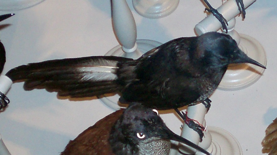 Splendid Astrapia (Astrapia splendidissima) (taxidermy)