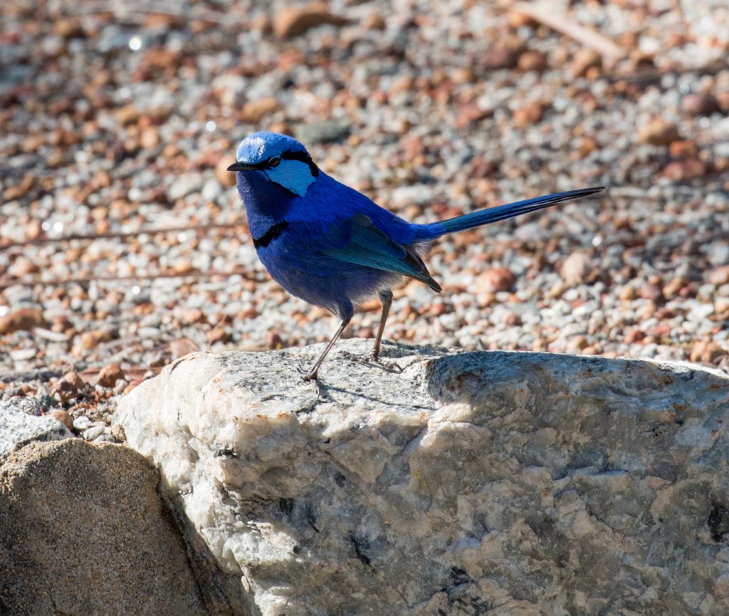 Splendid Blue Wren male