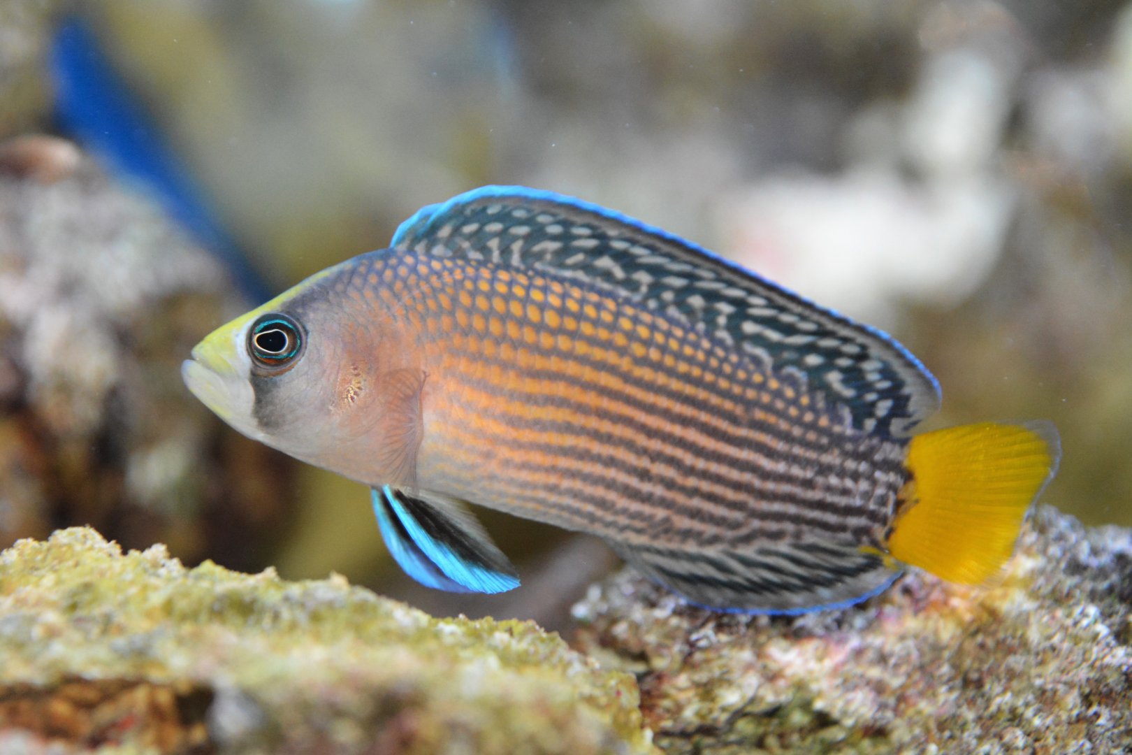 Splendid dottyback (Manonichthys splendens)