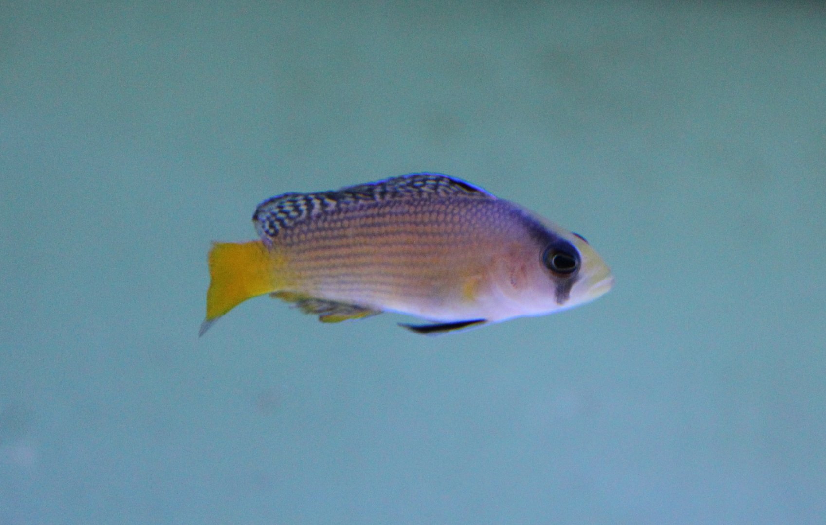 Splendid dottyback - Pseudochromis splendens