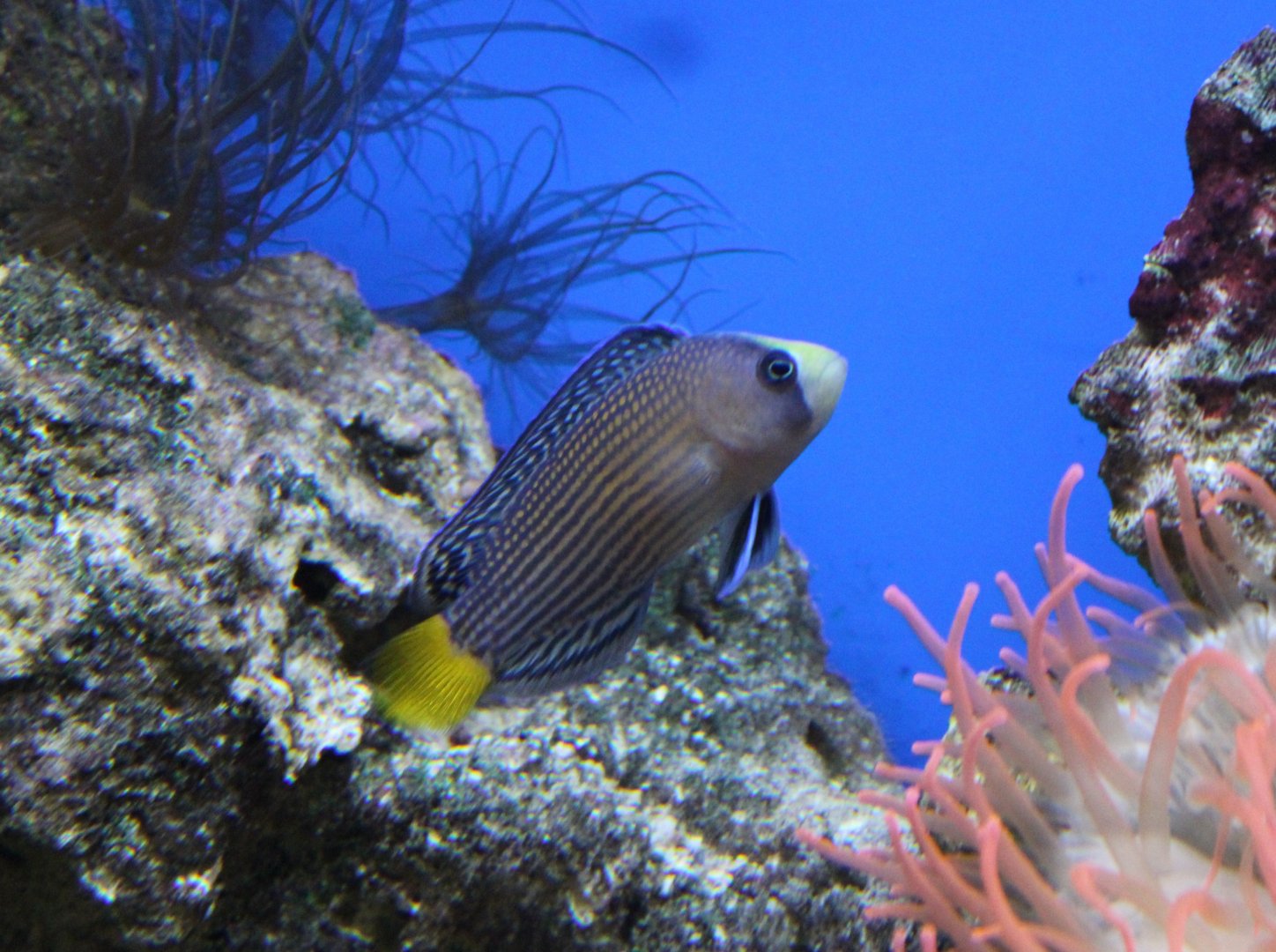 Splendid dottyback - Pseudochromis splendens