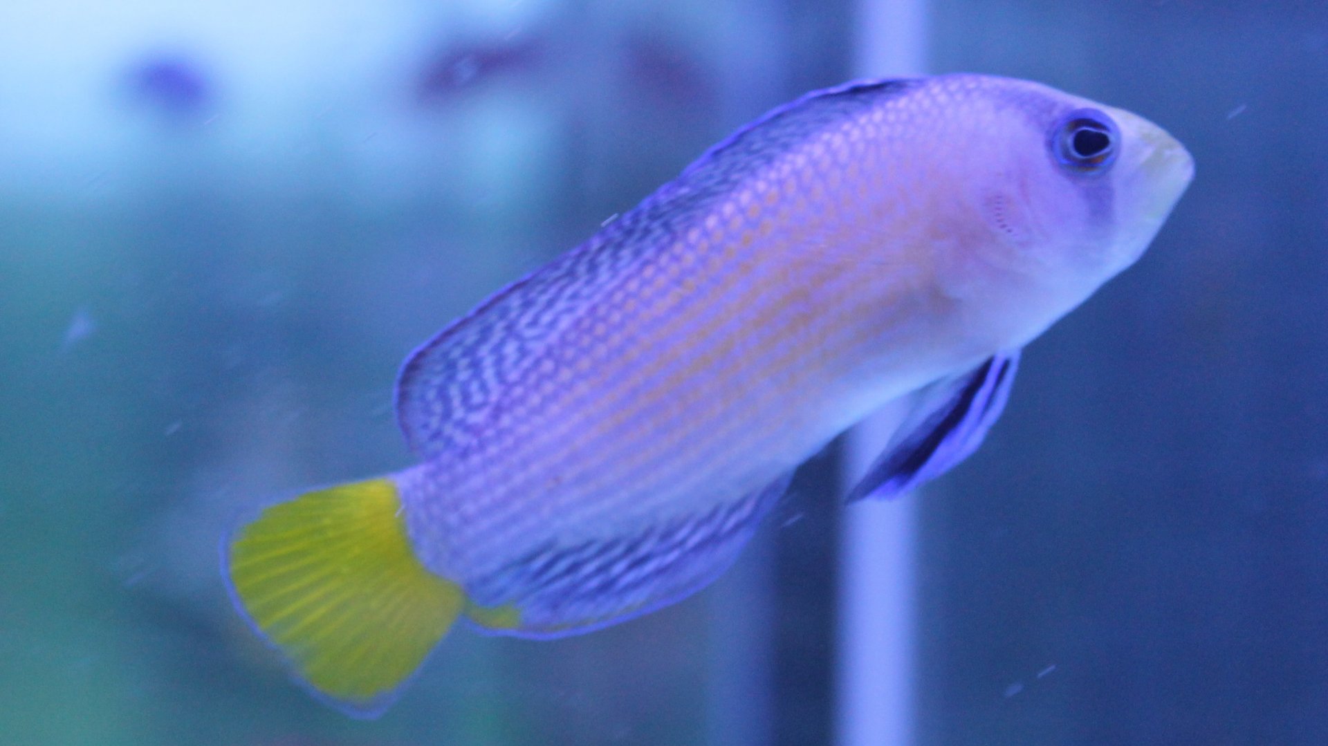 Splendid dottyback - Pseudochromis splendeus