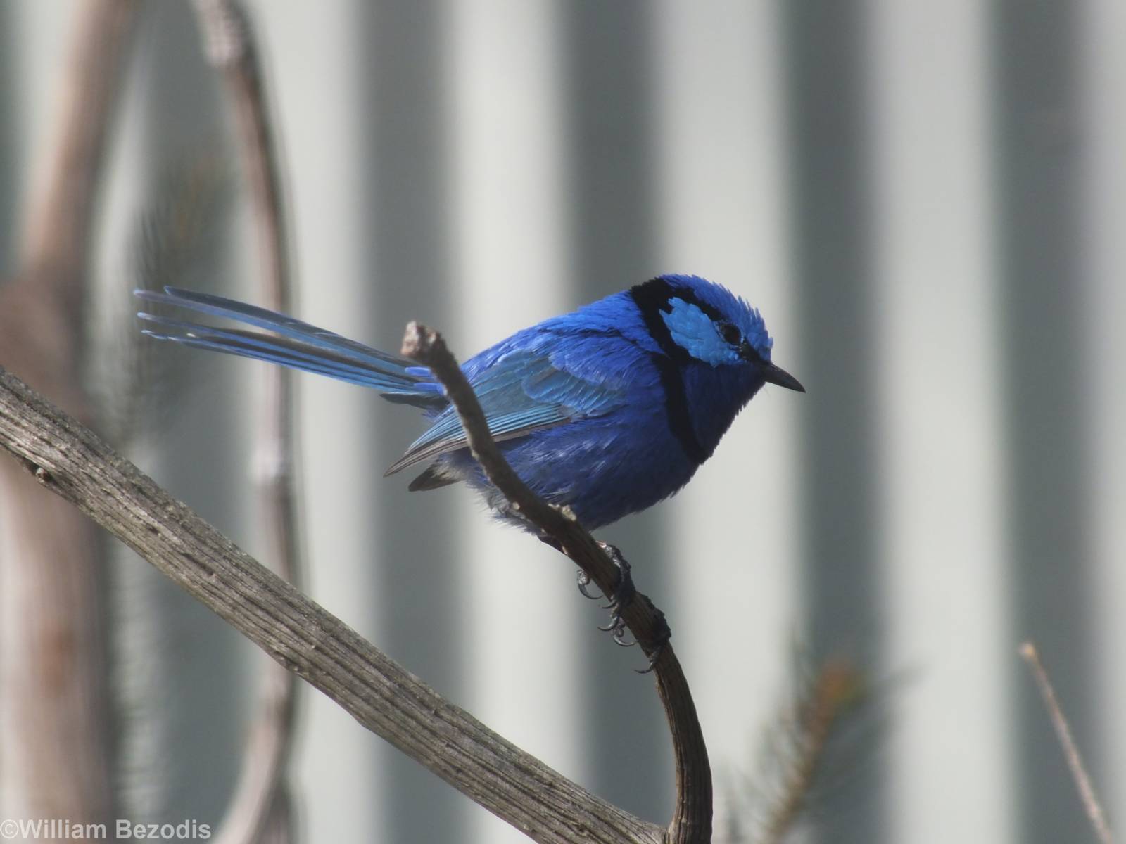 Splendid Fairy-wren - Caversham Wildlife Park