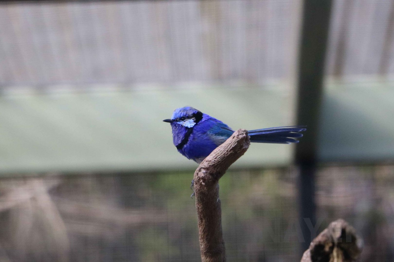 Splendid fairy-wren, June 2016