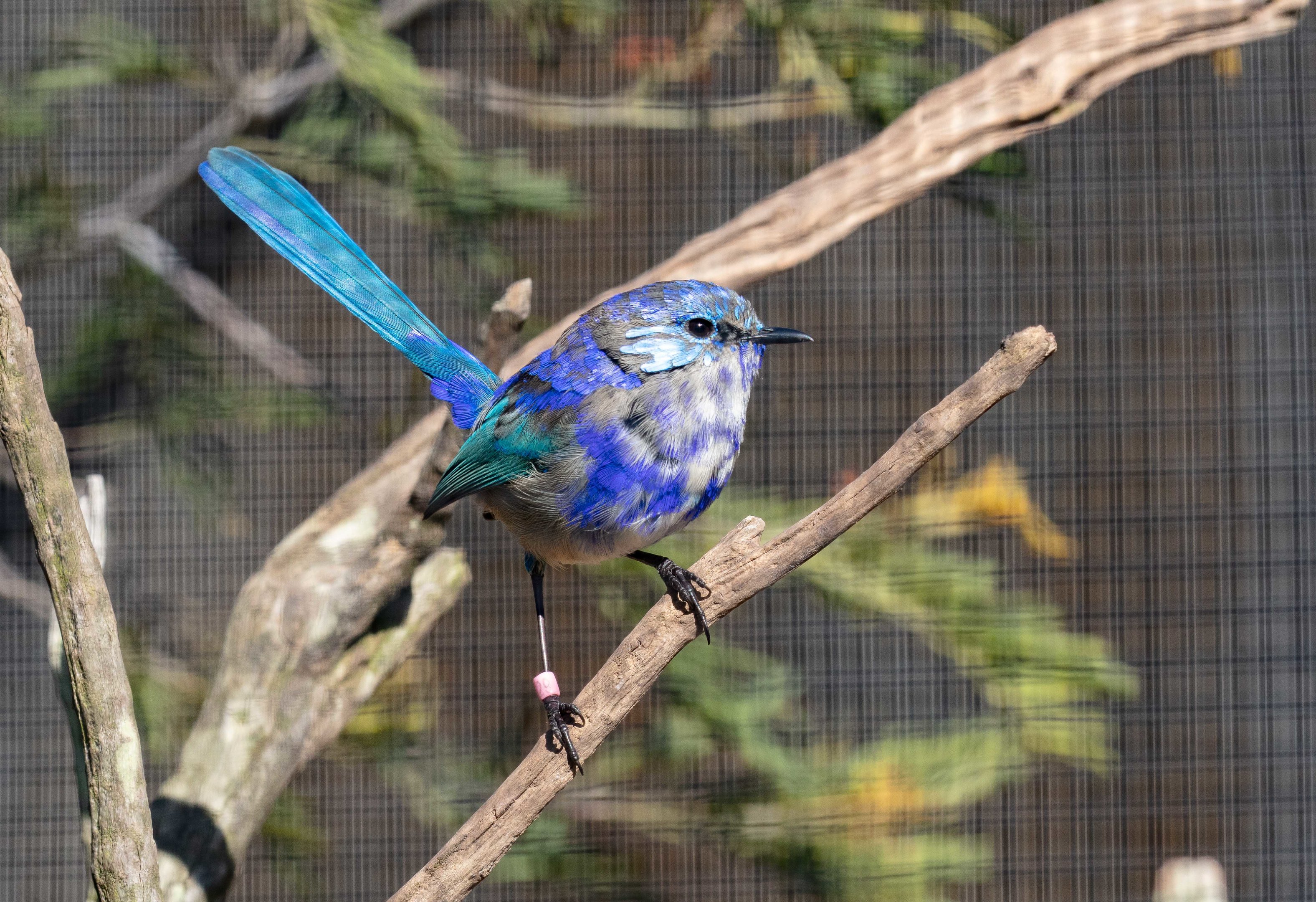 Splendid Fairy Wren (male)
