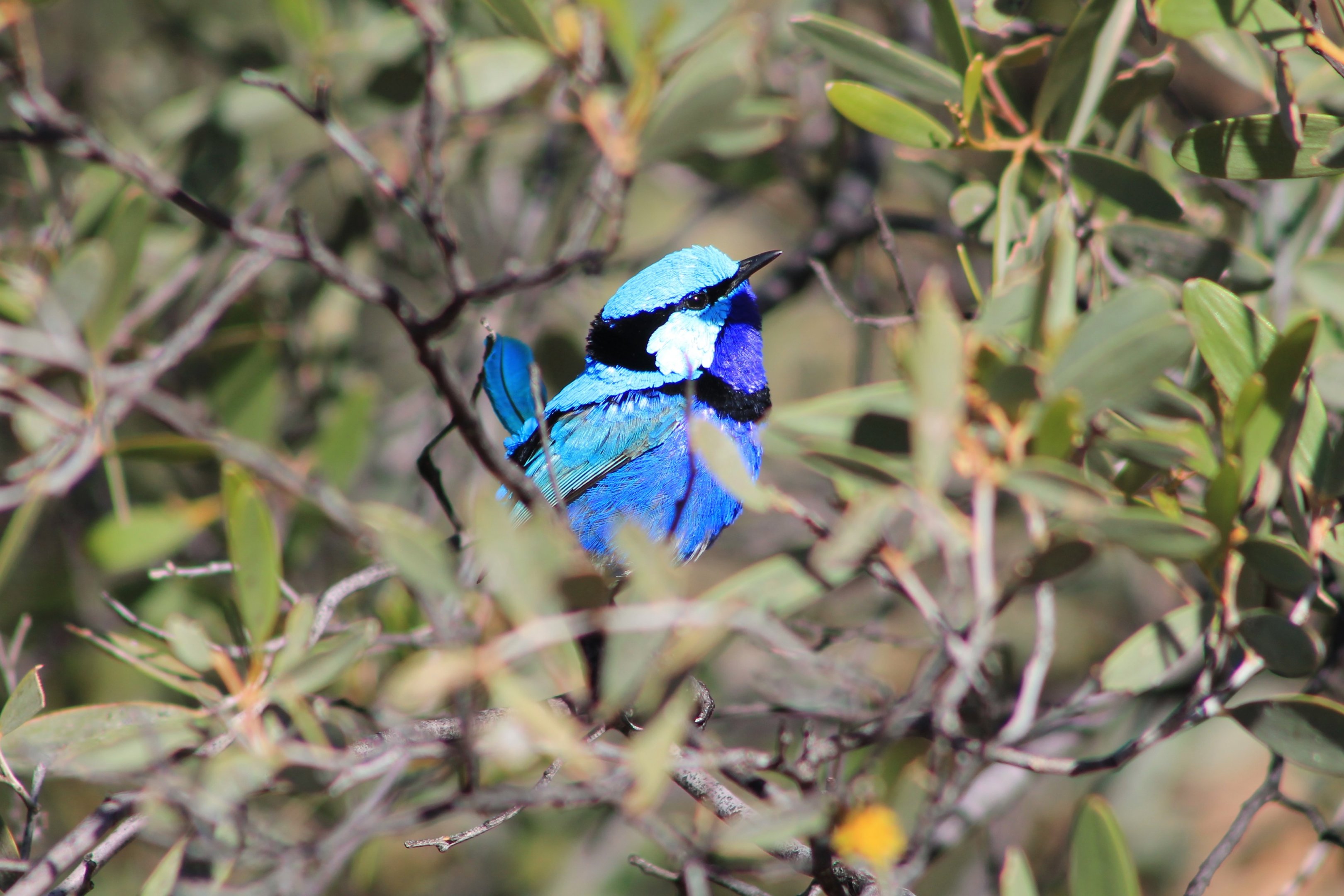 Splendid Fairy-Wren (Malurus splendens callainus)