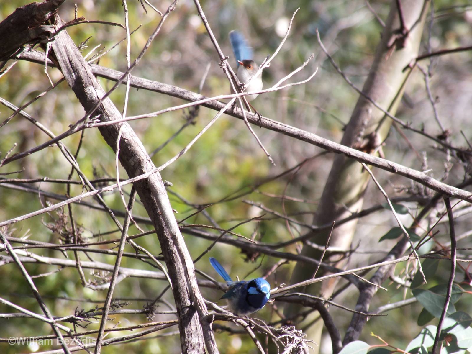 Splendid Fairy Wren Pair