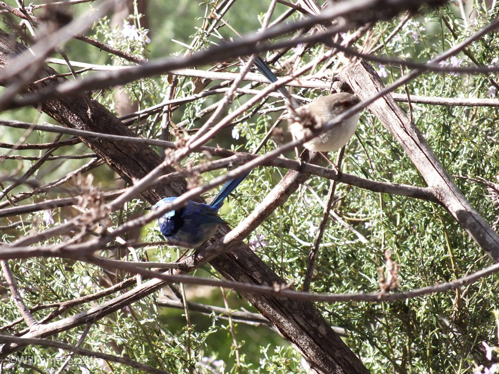 Splendid Fairy Wren Pair