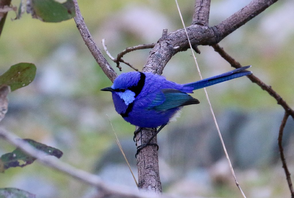 Splendid Fairy-wren