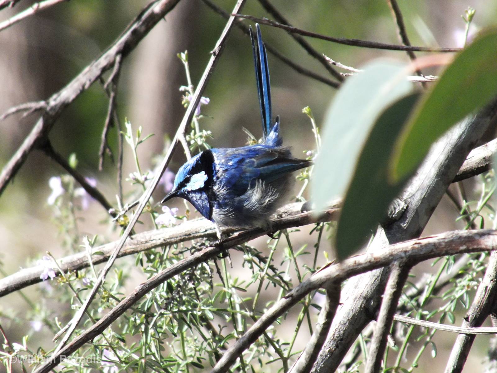 Splendid Fairy Wren