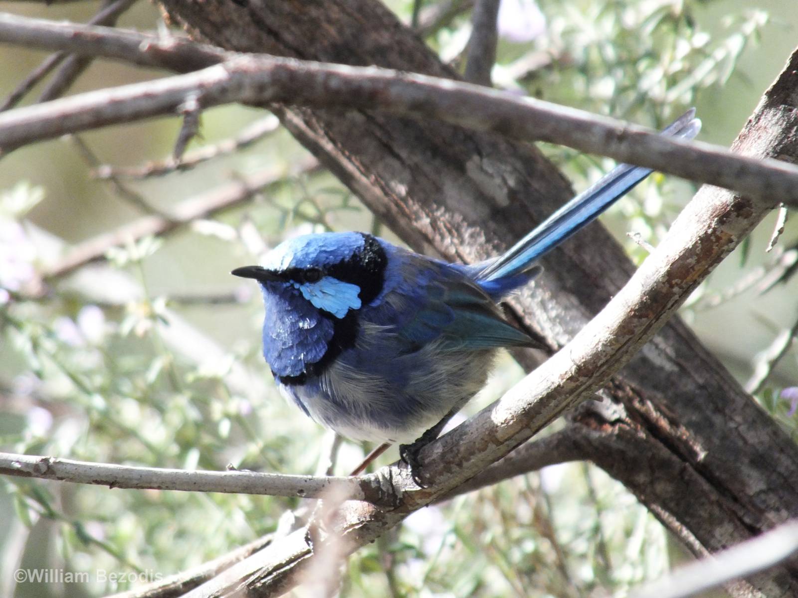 Splendid Fairy Wren