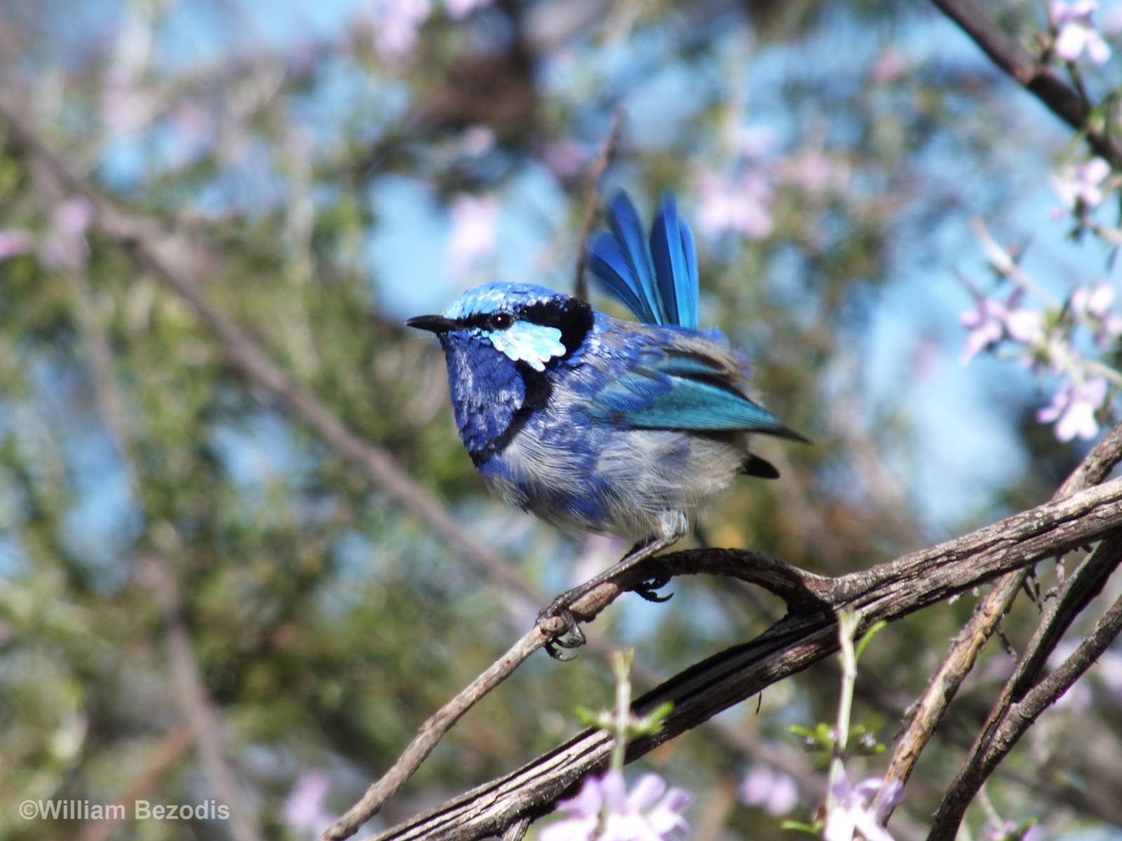 Splendid Fairy Wren