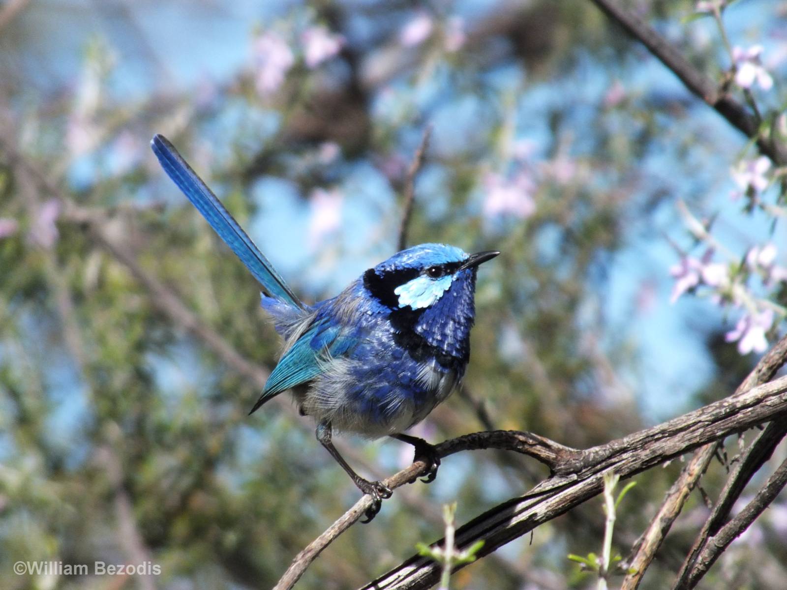 Splendid Fairy Wren