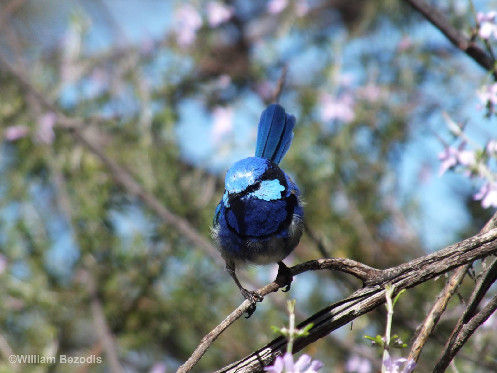 Splendid Fairy Wren