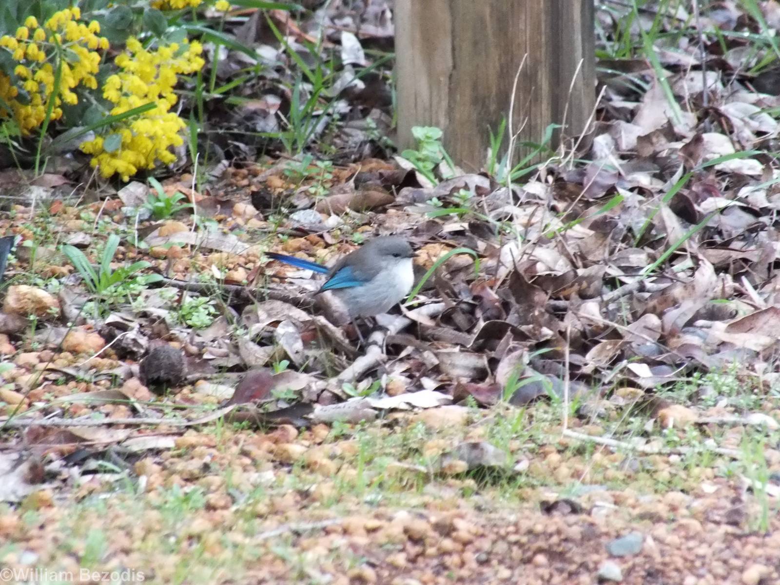Splendid Fairy-wren