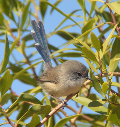 Splendid  Fairy-wren.