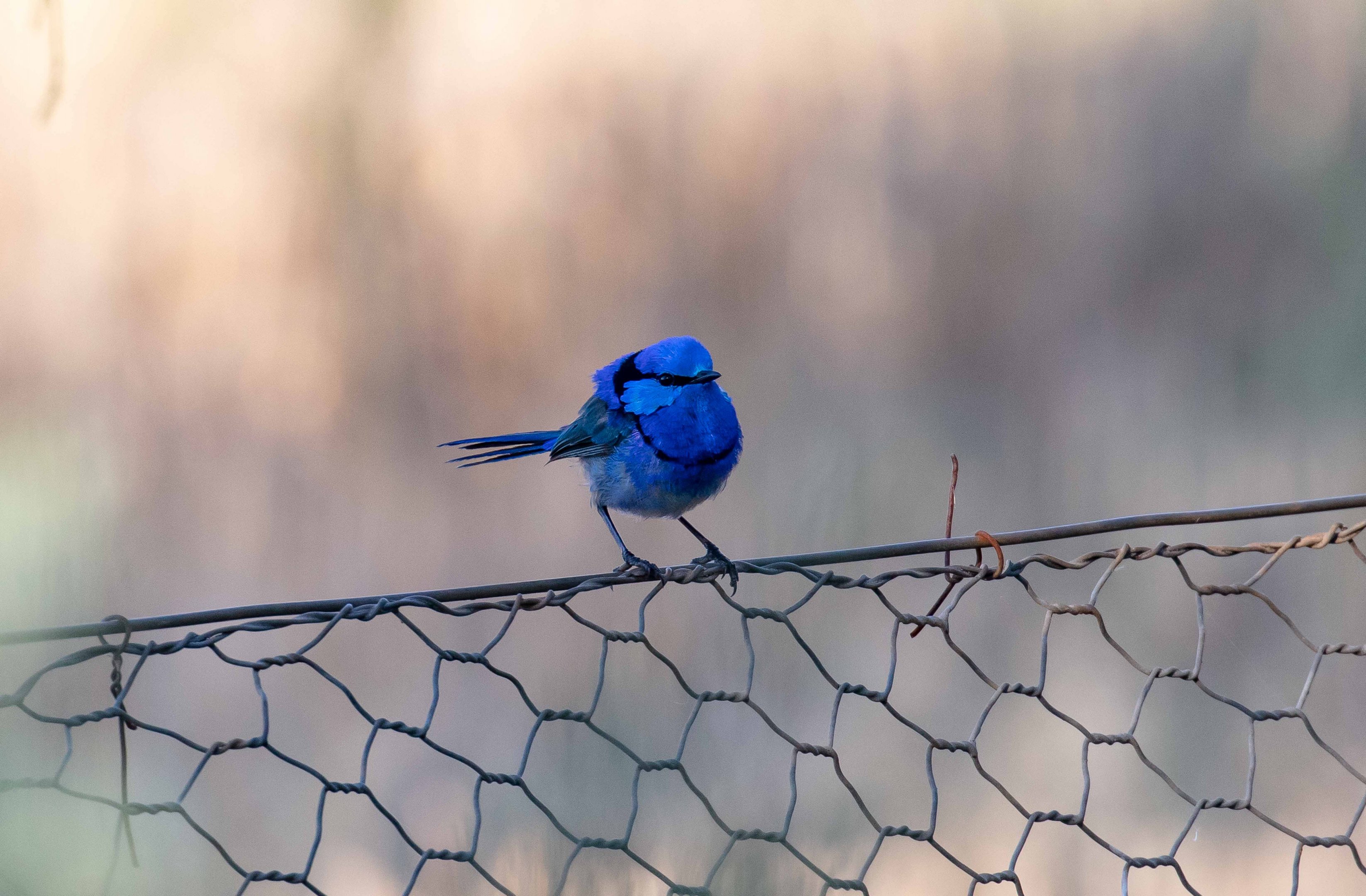 Splendid Fairy-wren