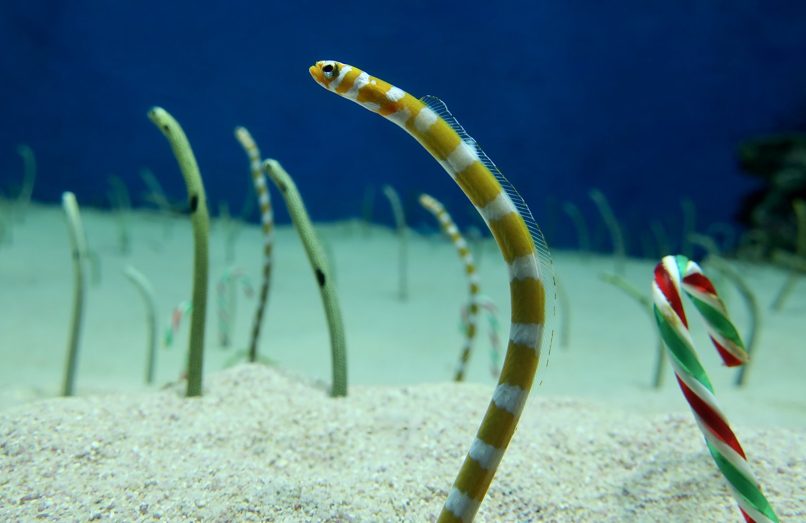 Splendid Garden Eel (Gorgasia preclara) - Xpark
