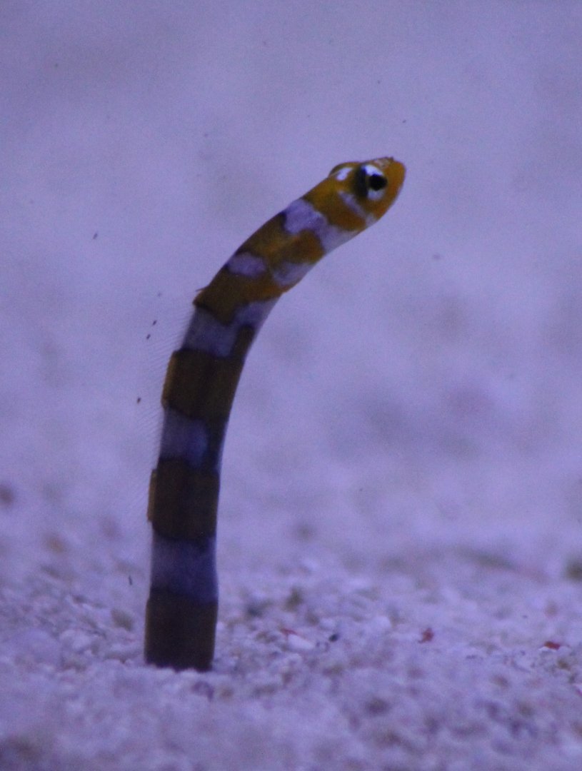 Splendid garden eel - Gorgasia preclara
