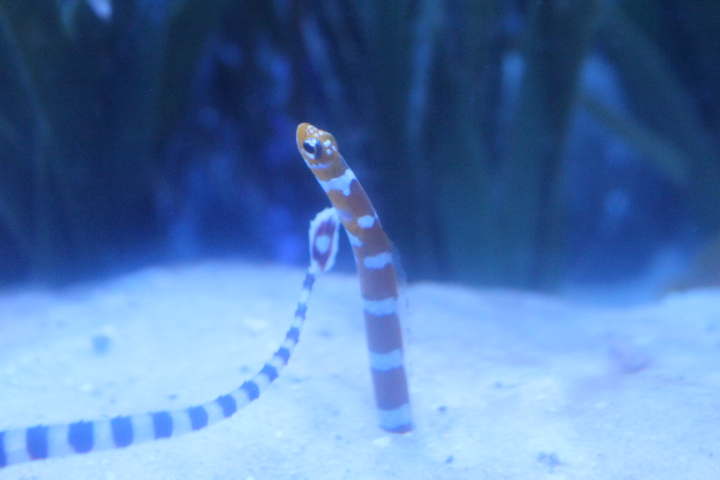 Splendid garden eel (Gorgasia preclara)