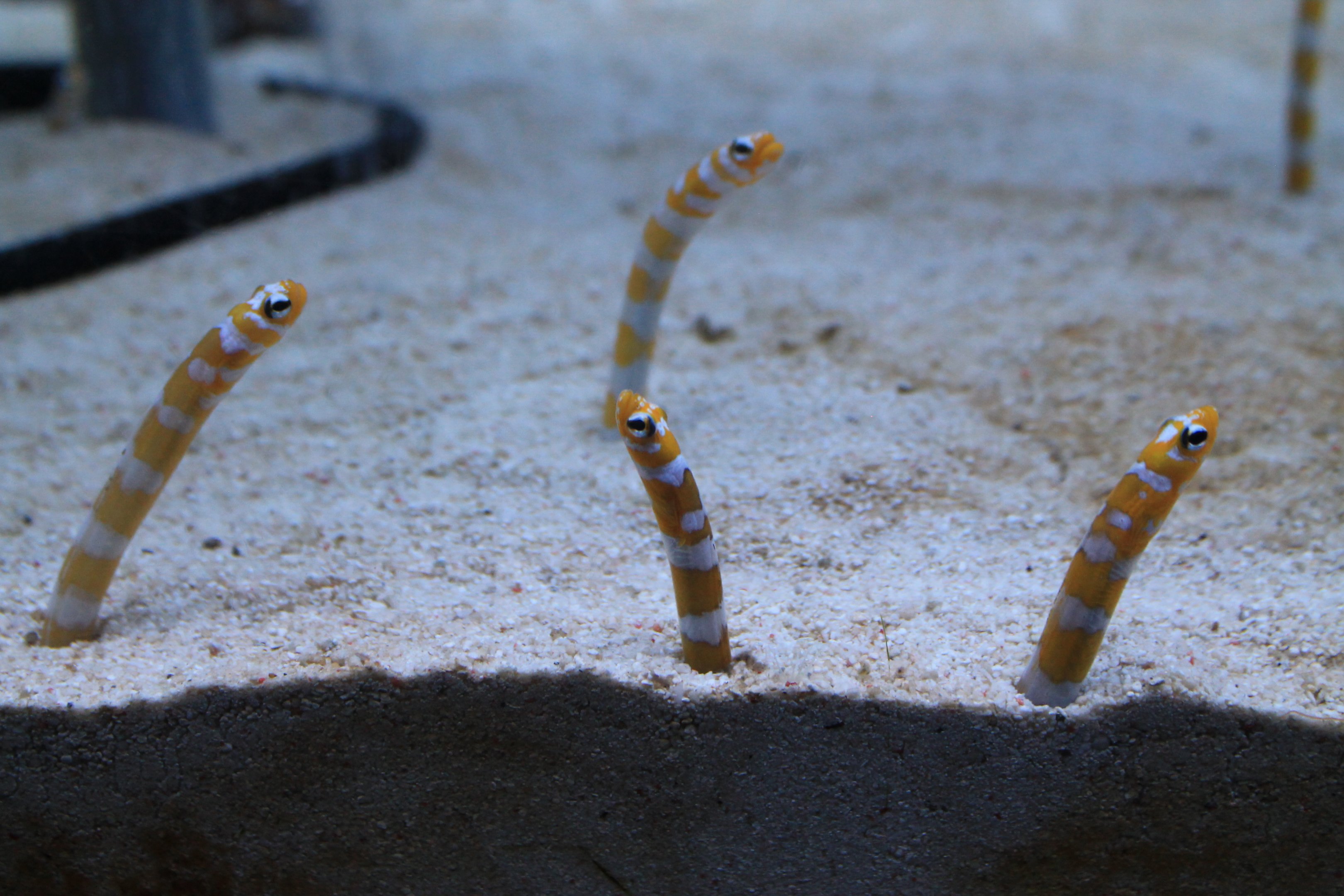 Splendid Garden Eel (Gorgasia preclara)