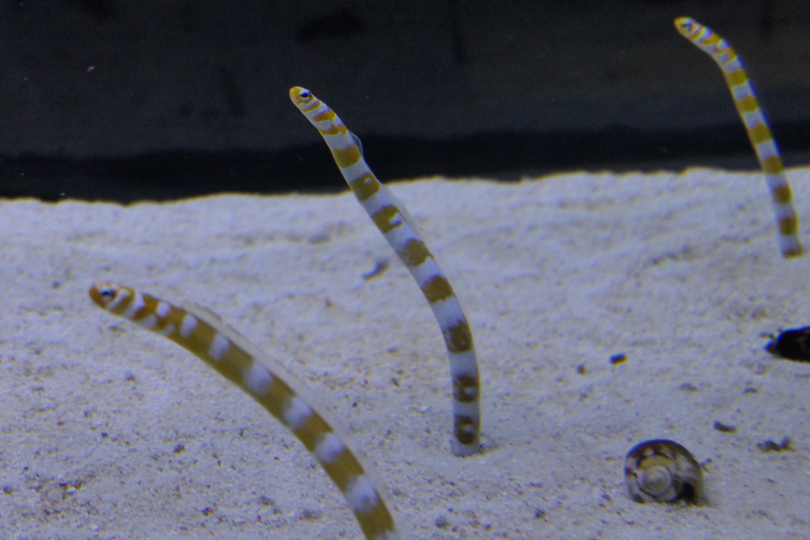 Splendid Garden Eel (Gorgasia preclara)