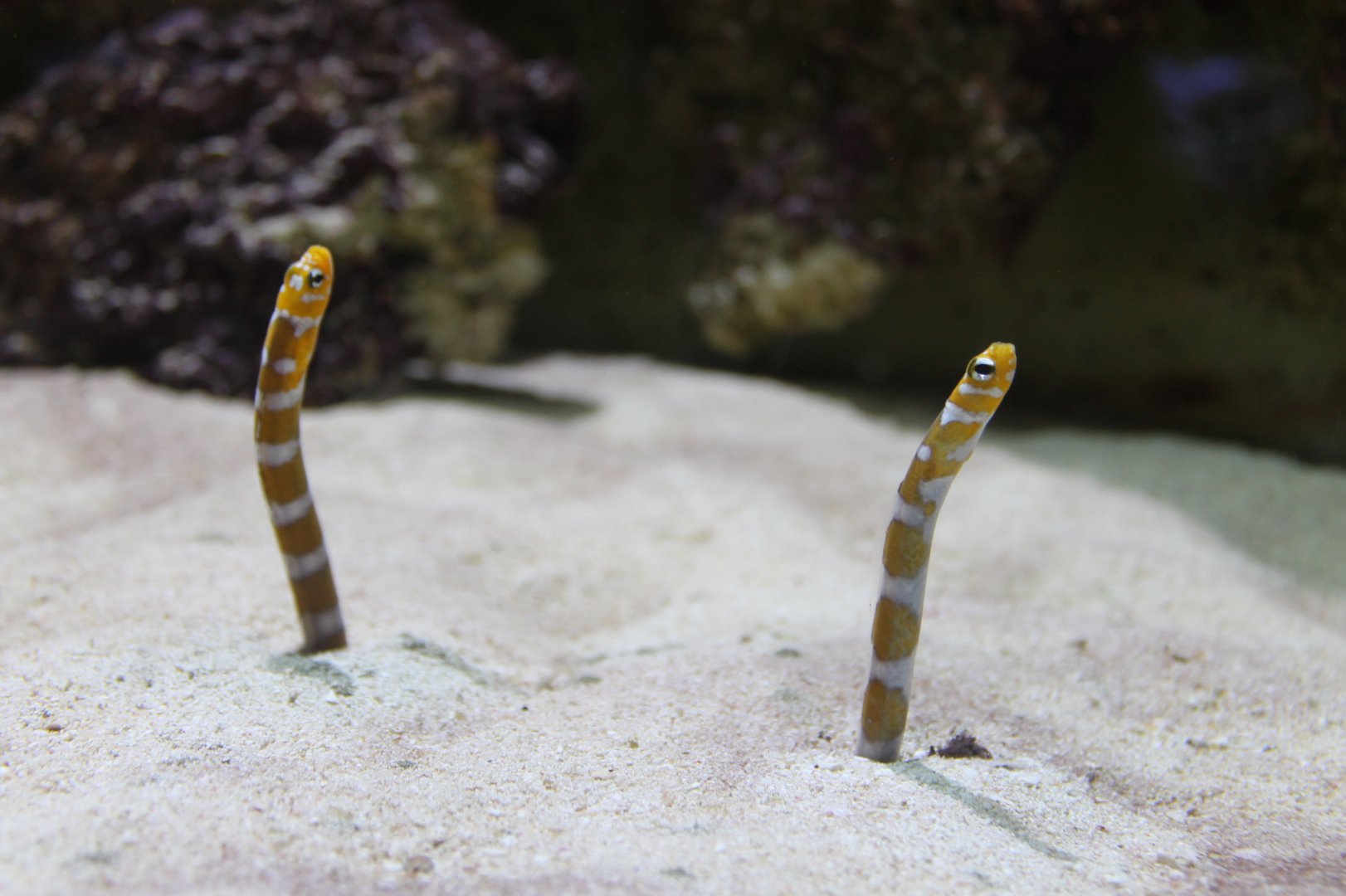 Splendid Garden Eel