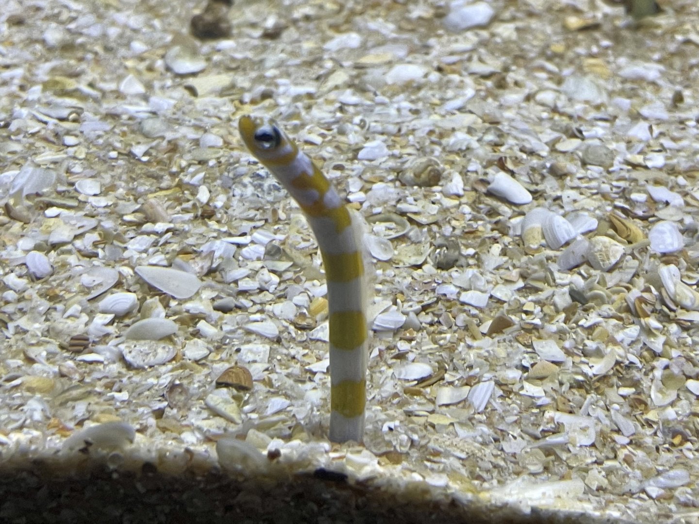 Splendid Garden Eel