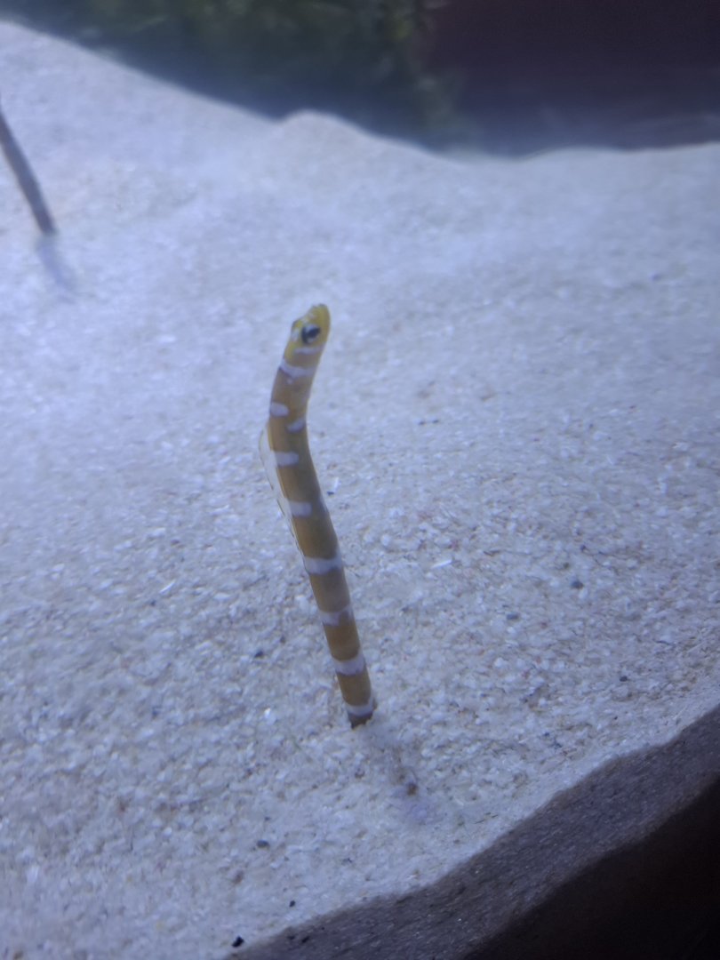 Splendid Garden Eel