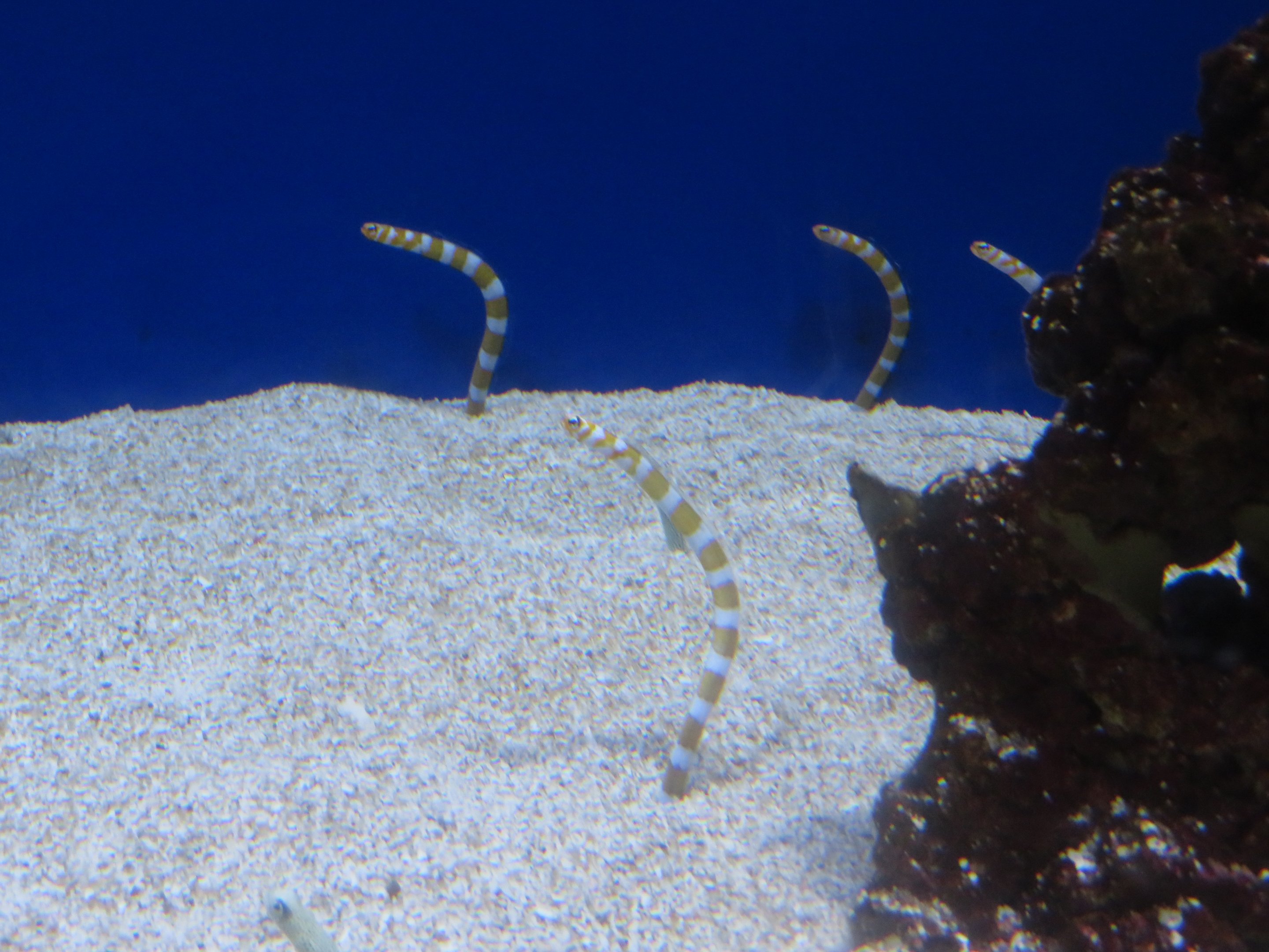 Splendid Garden Eels