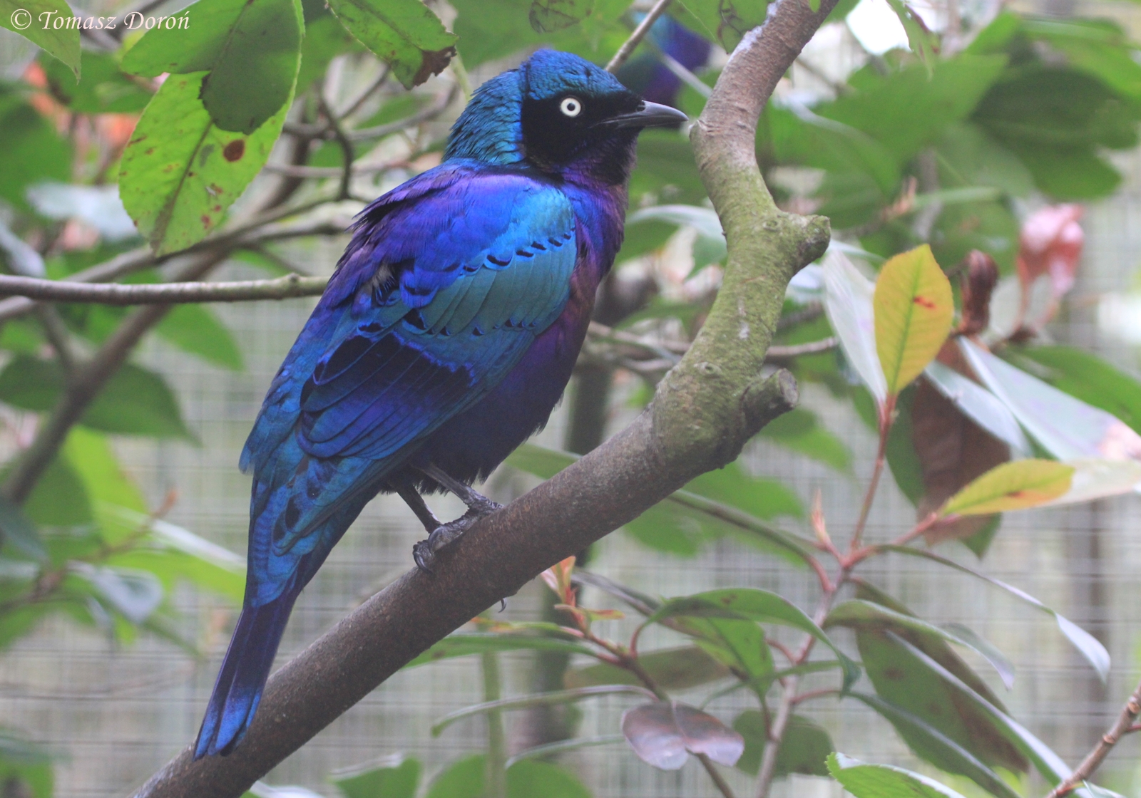 Splendid Glossy Starling (Lamprotornis splendidus), April 2016