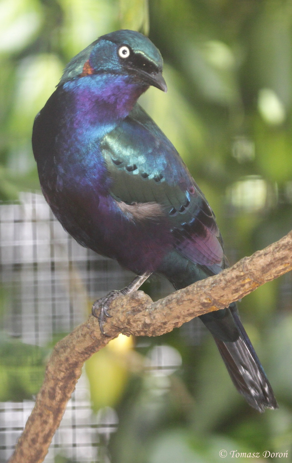 Splendid glossy-starling (Lamprotornis splendidus) June 2013