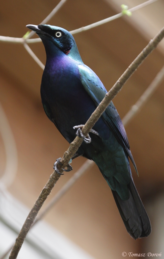 Splendid Glossy Starling (Lamprotornis splendidus)