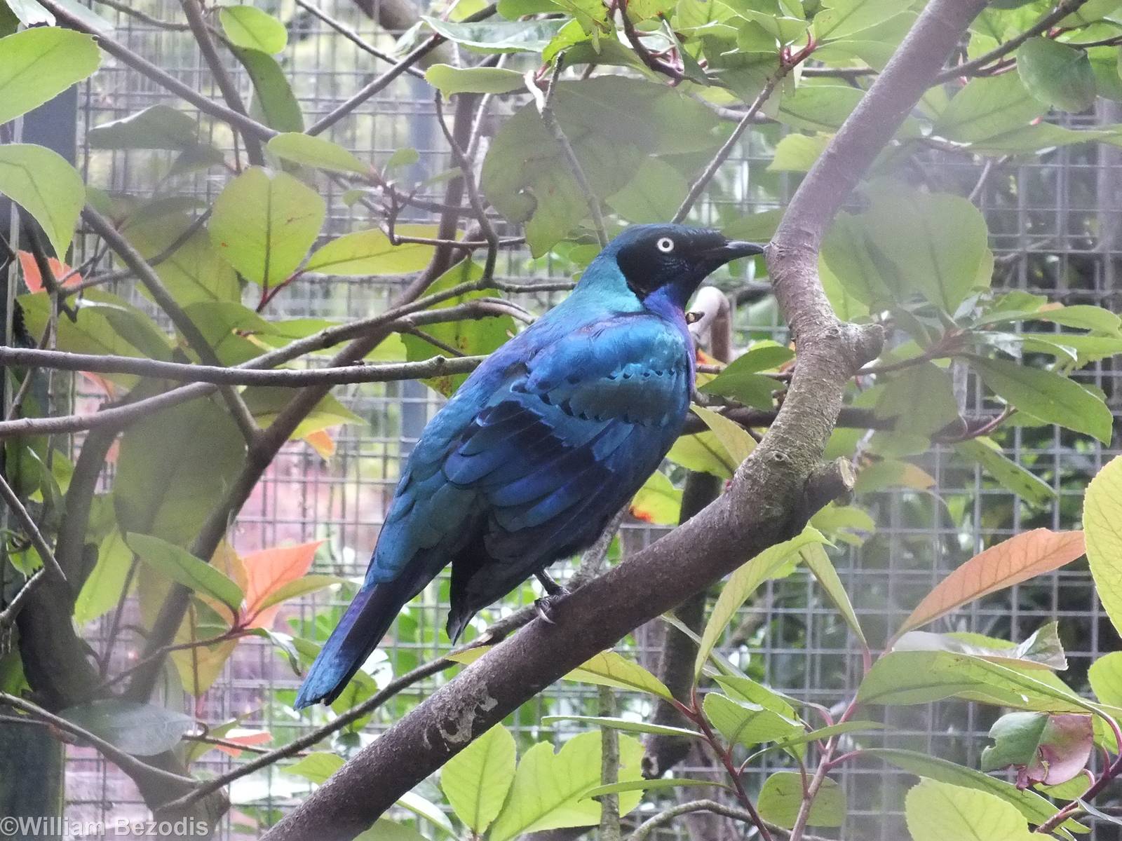Splendid Glossy-starling