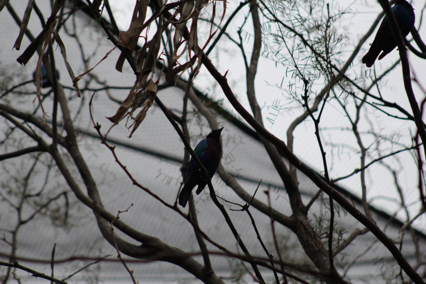 Splendid Glossy Starling