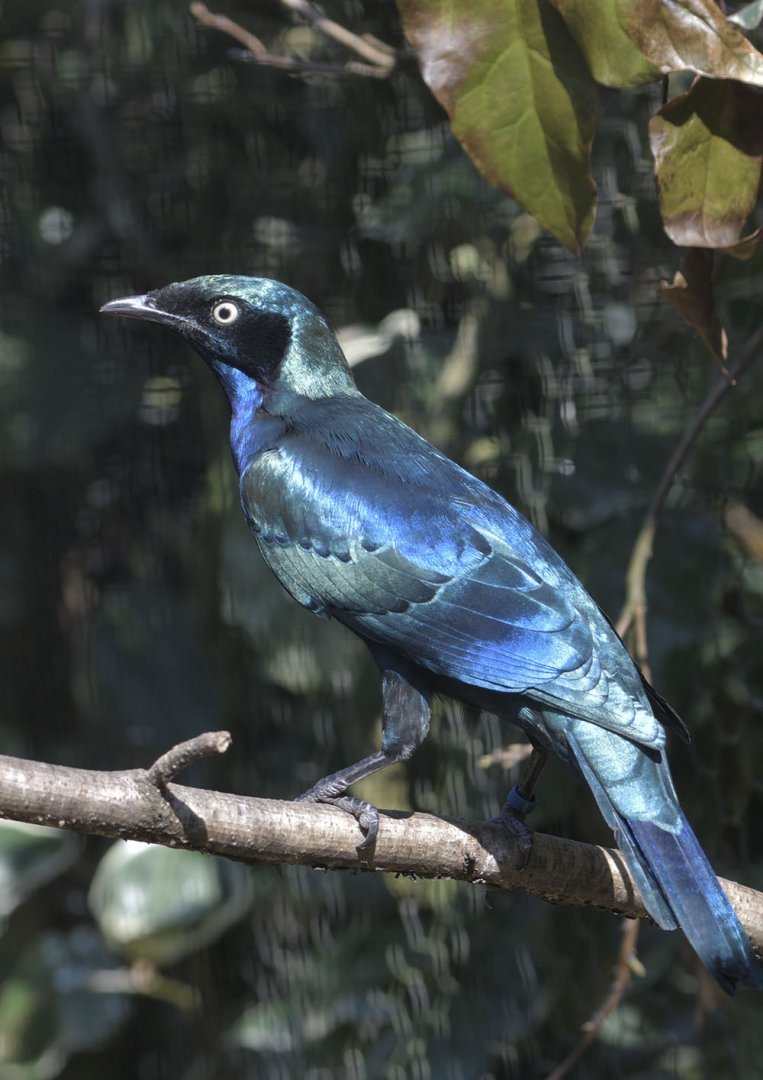 Splendid glossy starling