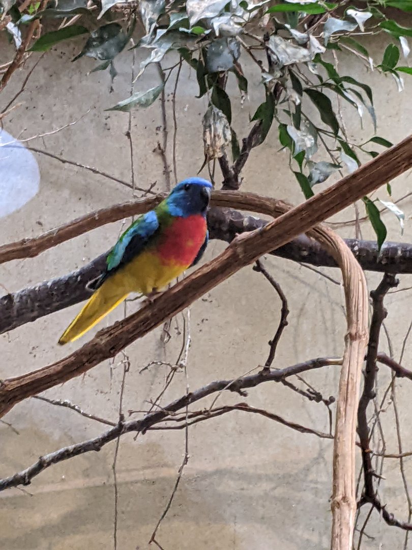 Splendid Grass-Parakeet