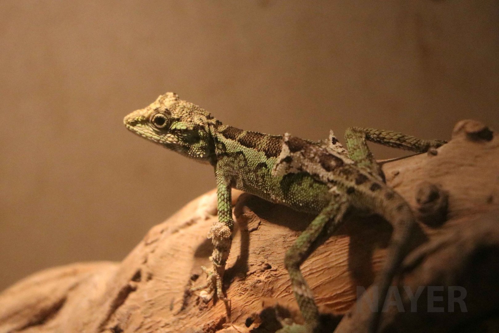 Splendid japalure, July 2016