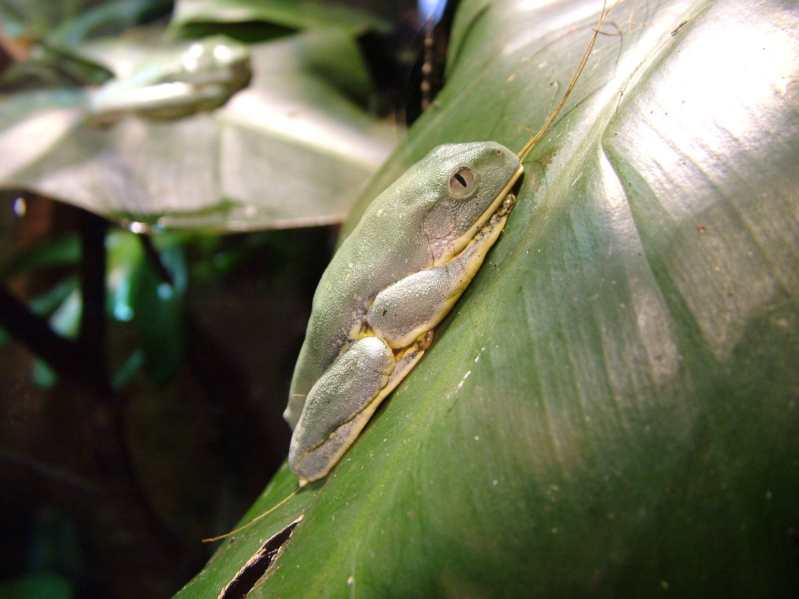 Splendid Leaf Frog at Chester Feb 09