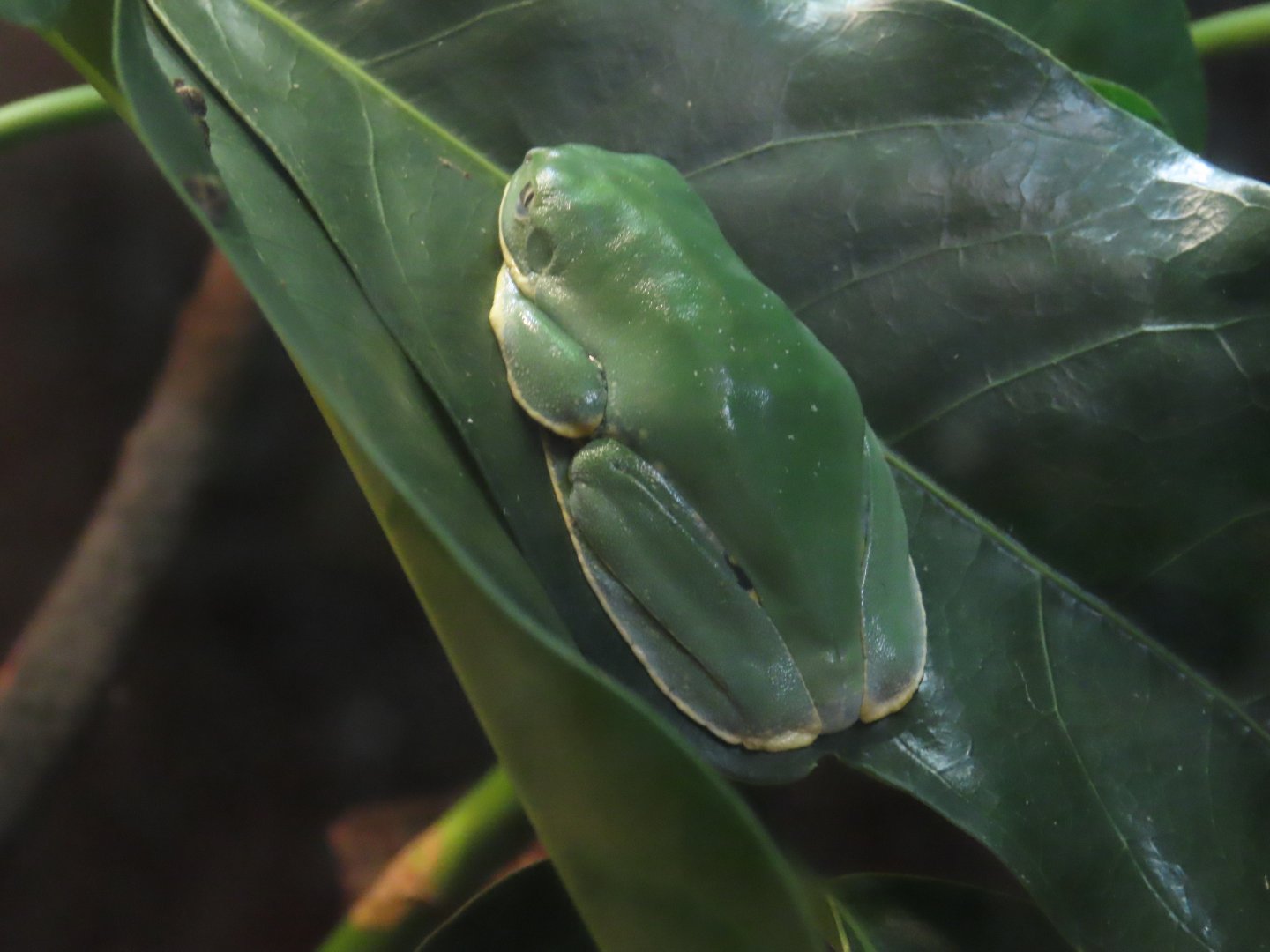 Splendid Leaf Frog (Cruziohyla calcarifer)