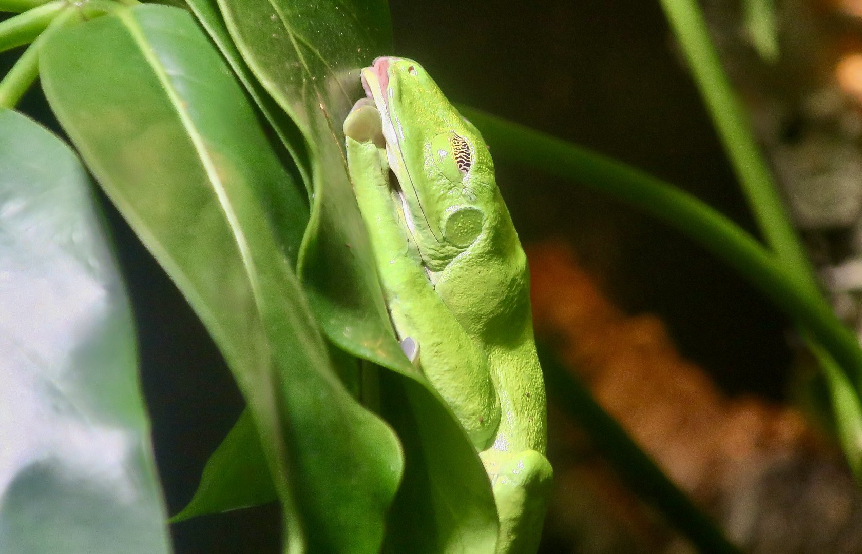 Splendid Leaf Frog (Cruziohyla calcarifer)