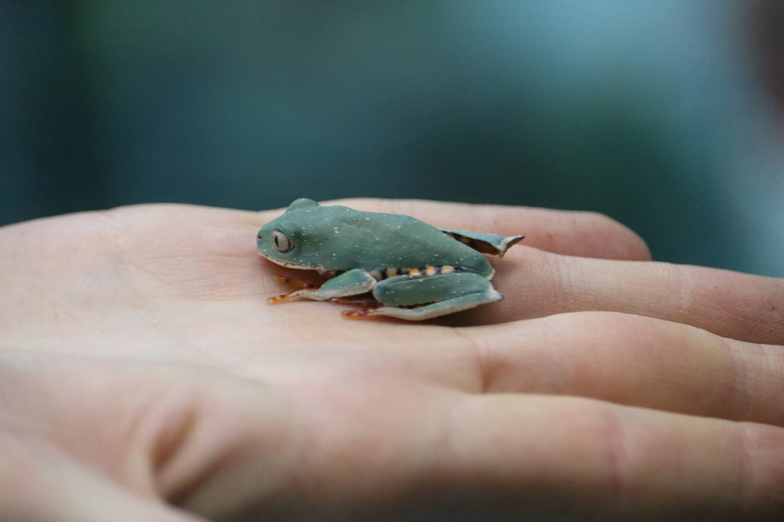 Splendid leaf frog, September 2015