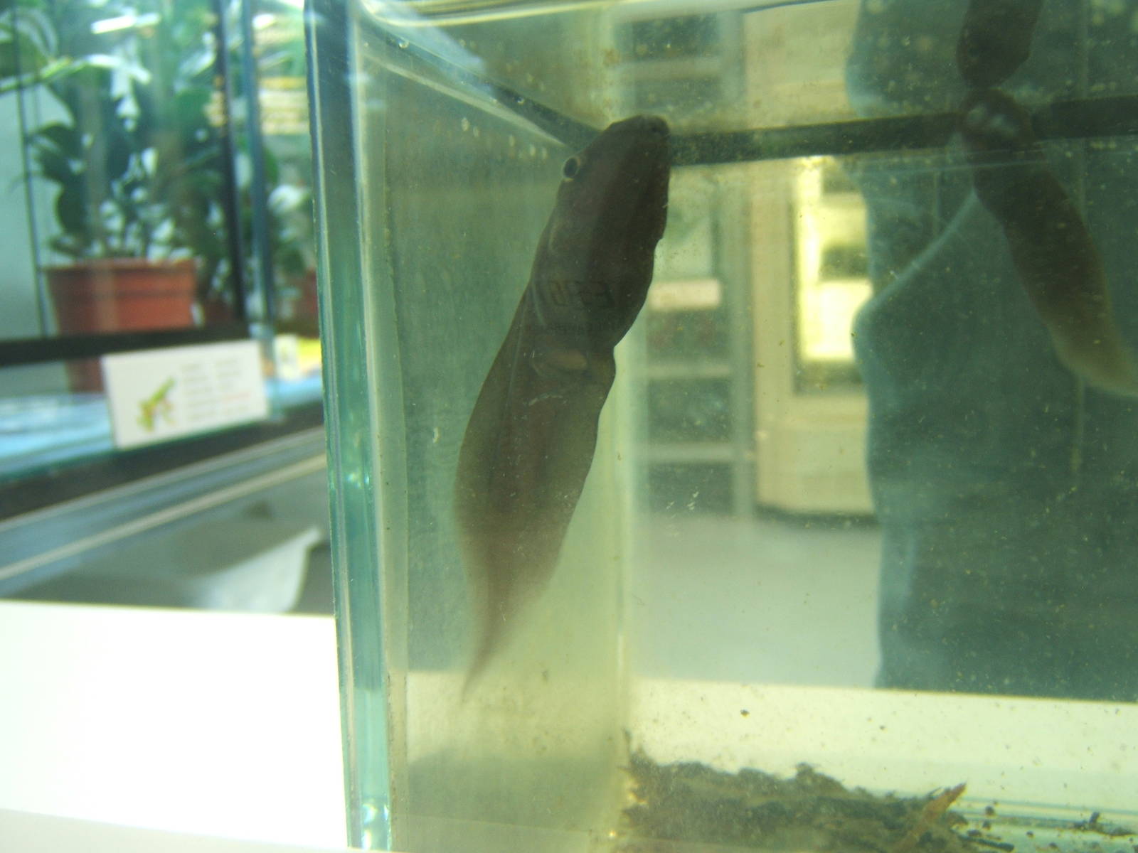 Splendid Leaf frog Tadpole