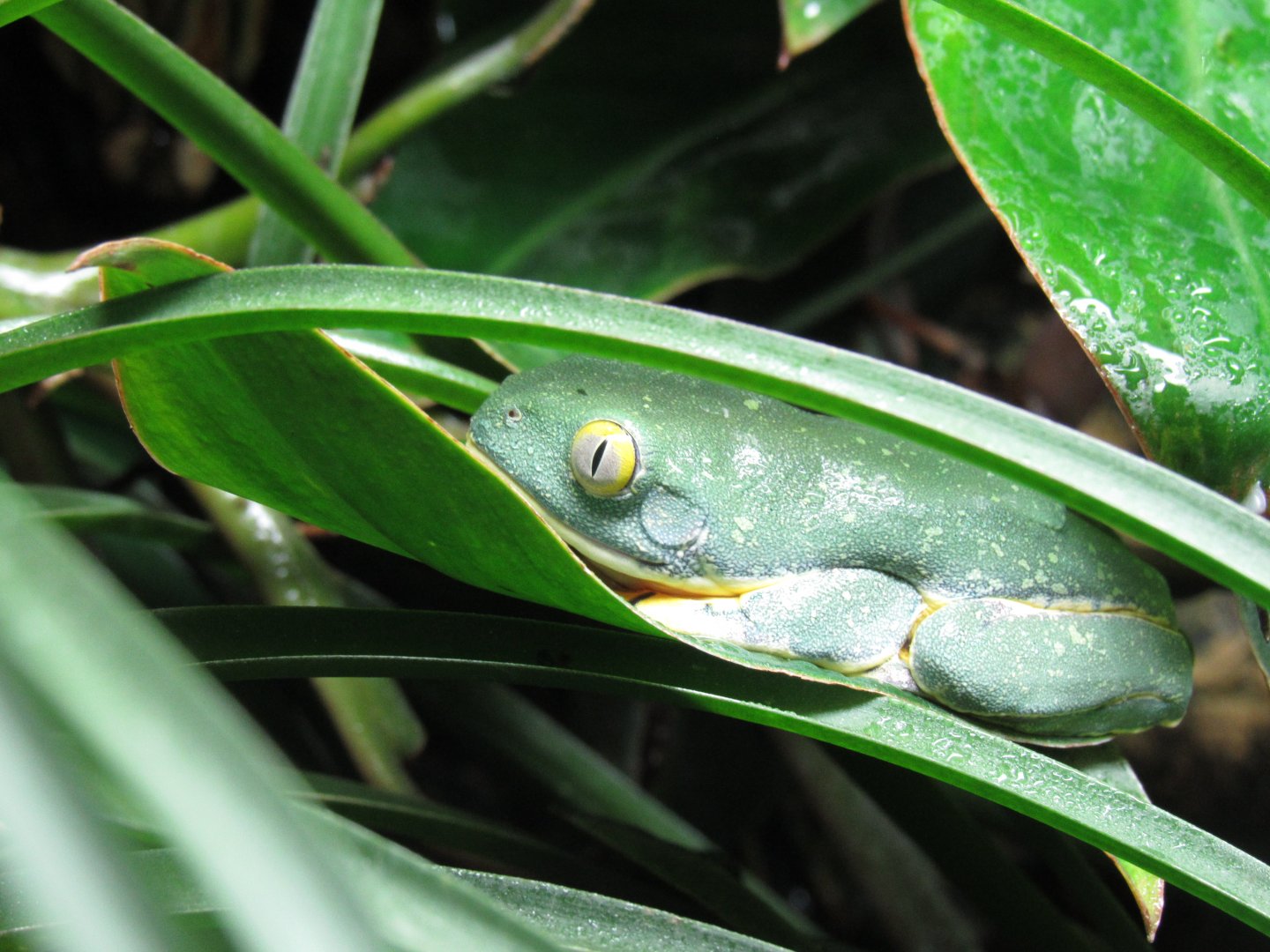 Splendid Leaf Frog