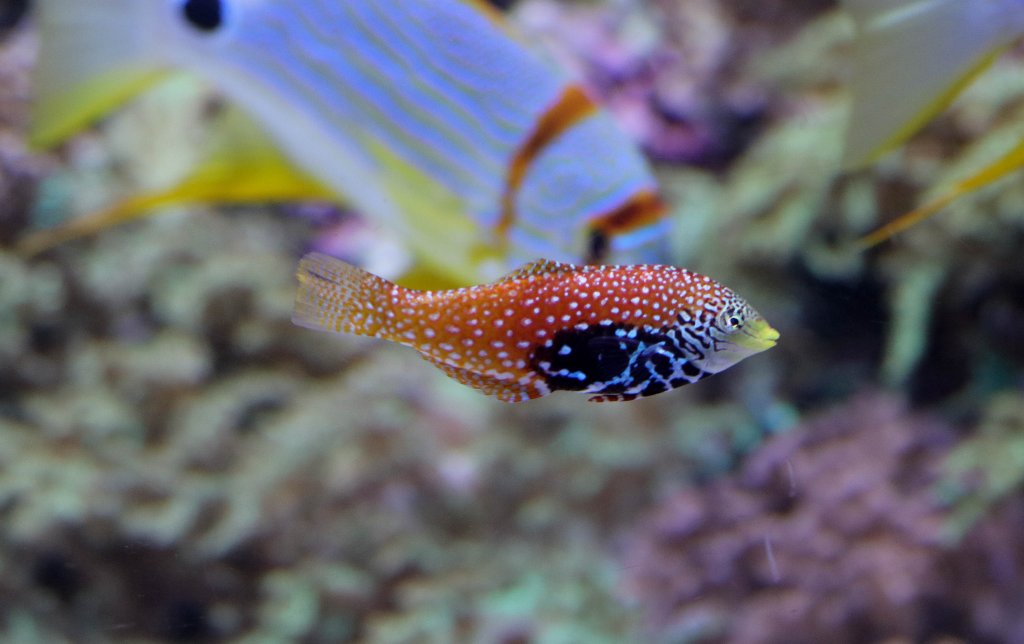 Splendid Leopard Wrasse