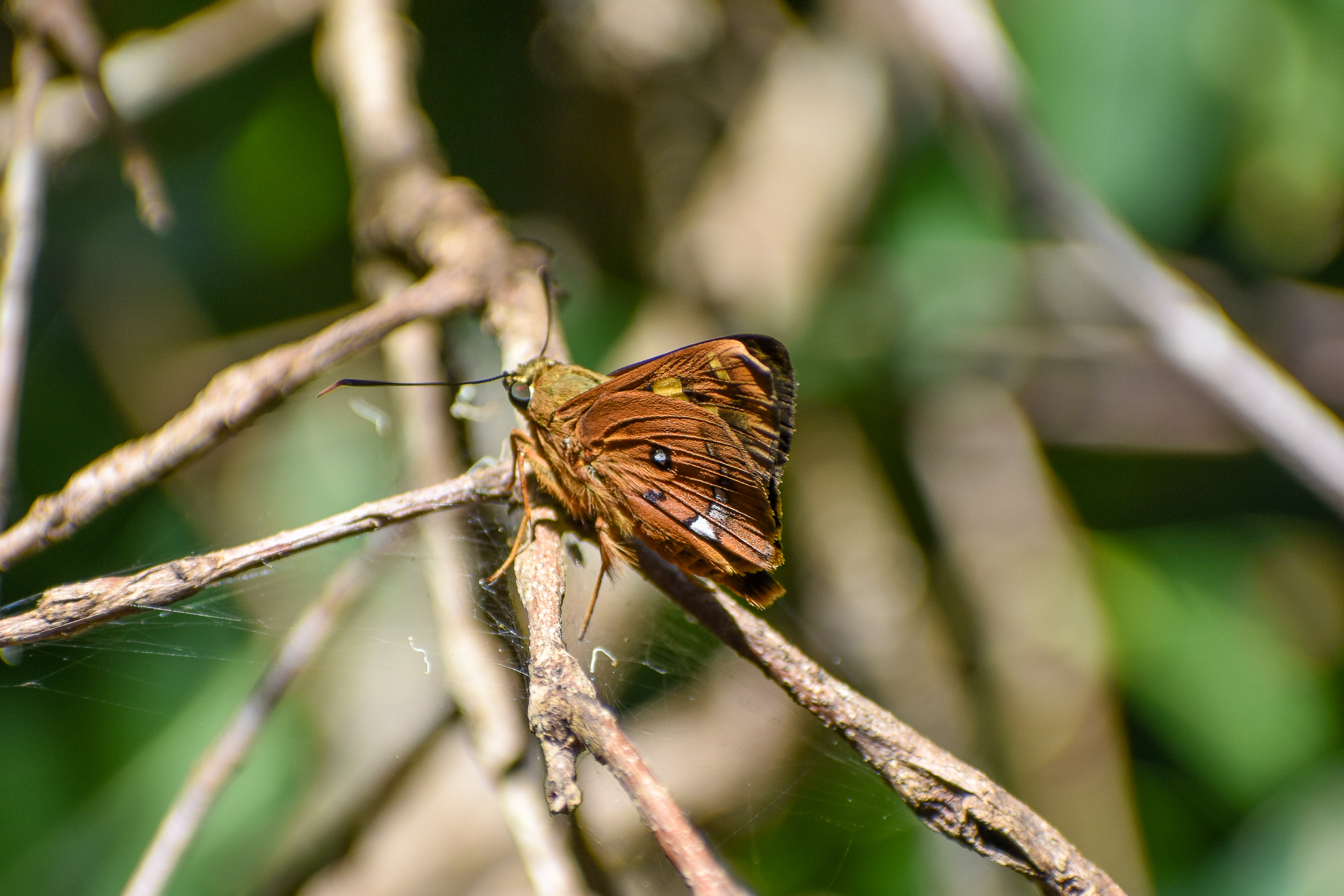 Splendid Ochre (Trapezites symmomus)