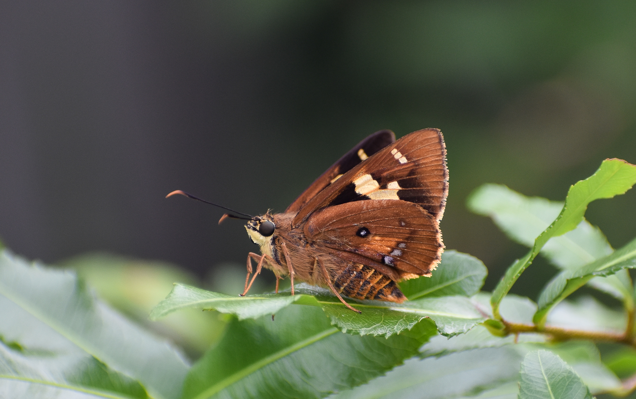Splendid Ochre (Trapezites symmomus)