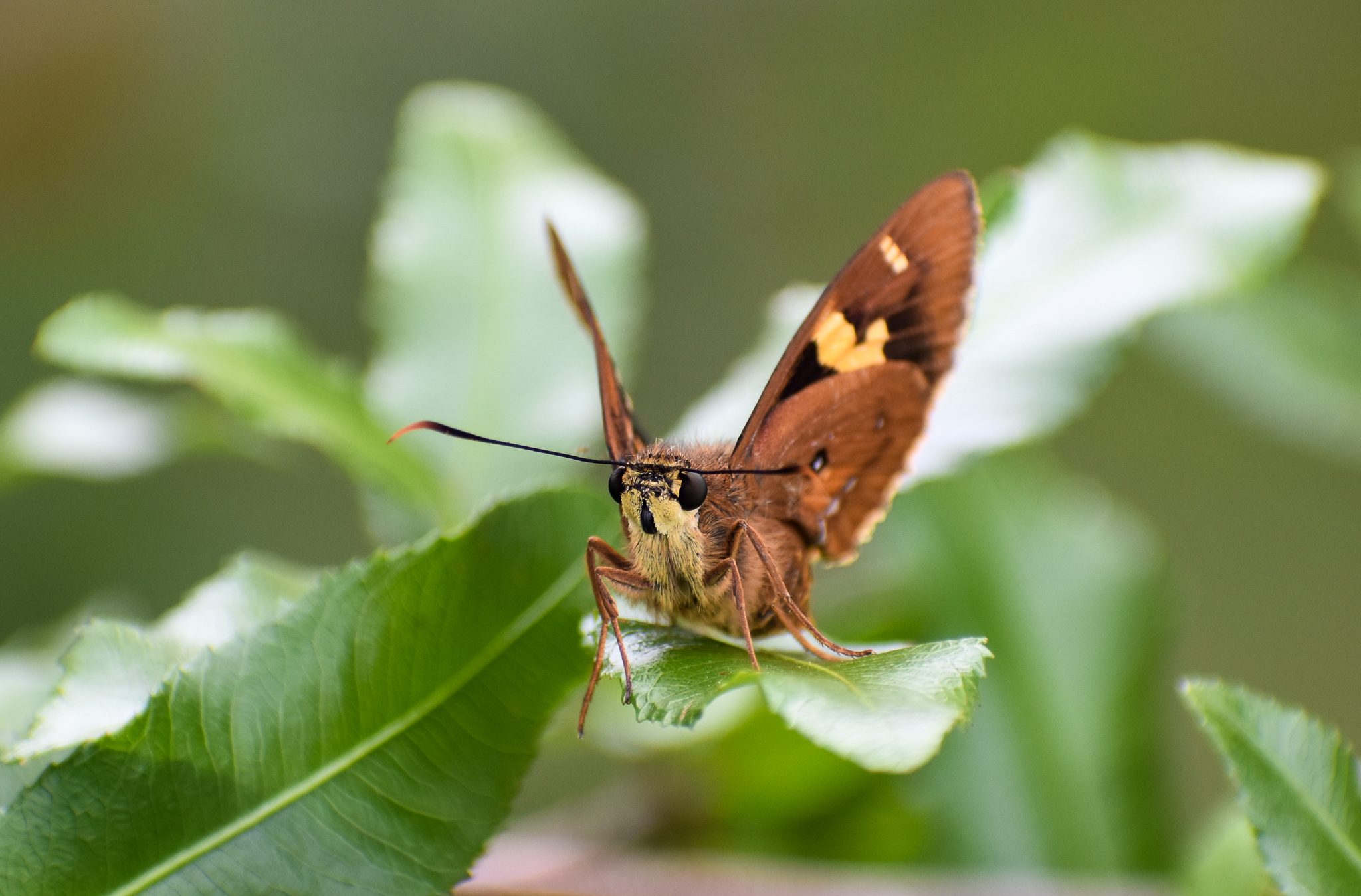 Splendid Ochre (Trapezites symmomus)