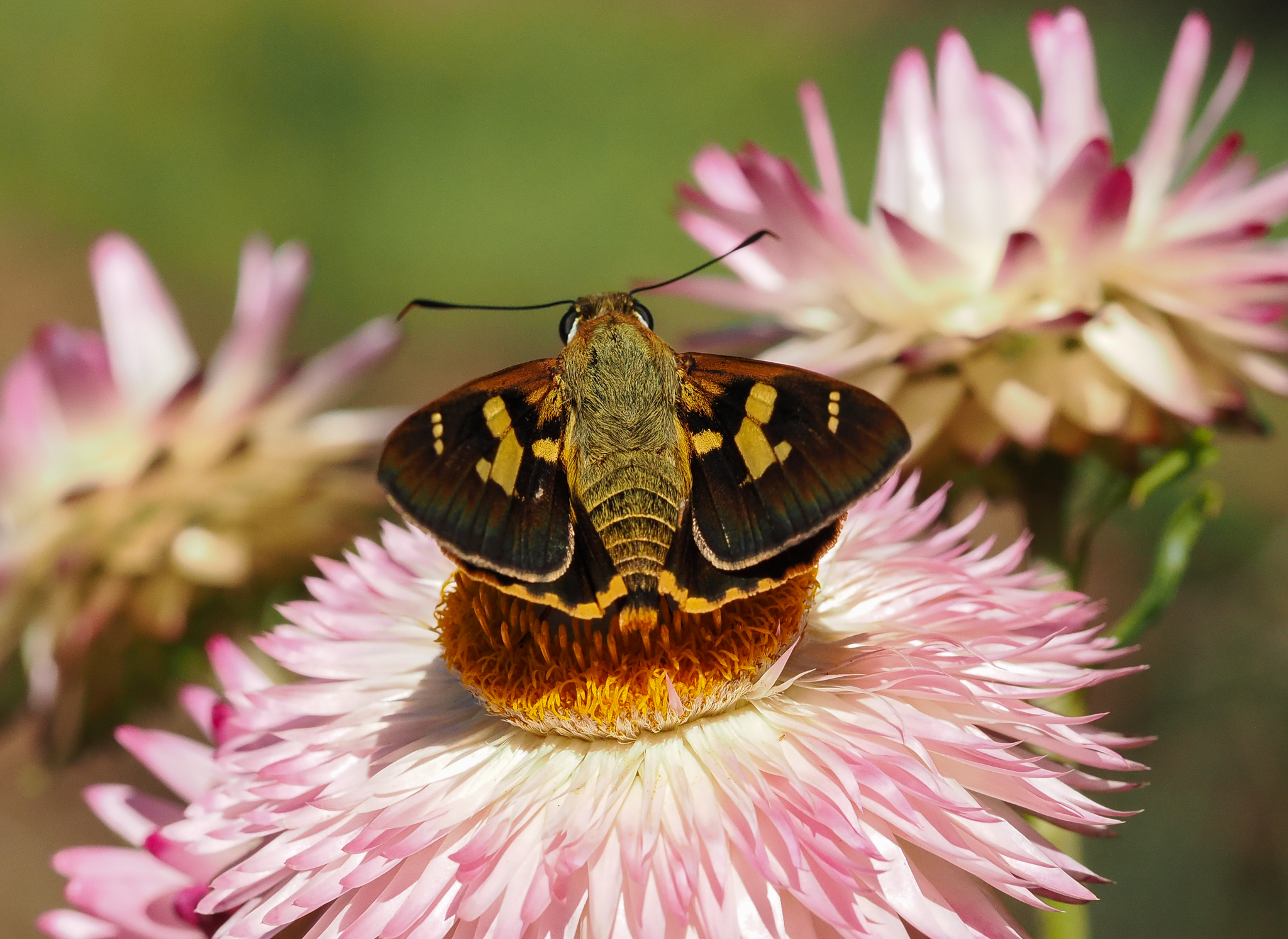 Splendid Ochre, Trapezites symmomus