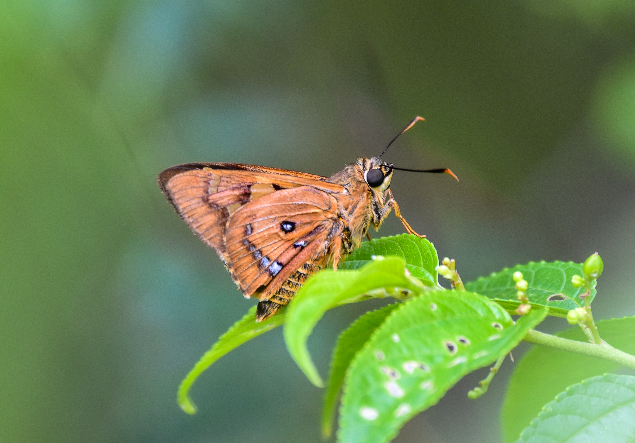 Splendid Orche, Trapezites symmomus